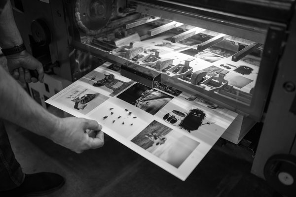 Die Herstellung von Postkarten in der Offsetdruckerei: ein Druckbogen wird zur Kontrolle aus der Offsetdruckmaschine genommen.